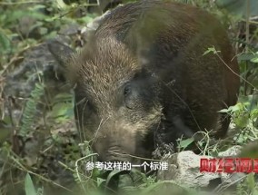 中国野猪致害省份多达26个 数量控制难题待解